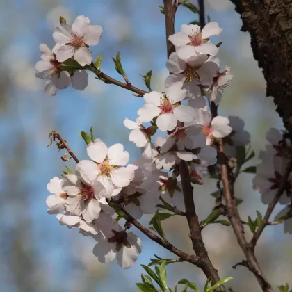 Mandloň obecná - František Matoušek