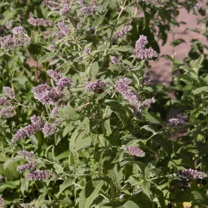 Máta dlouholistá - František Matoušek