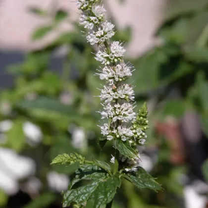 Máta peprná - František Matoušek