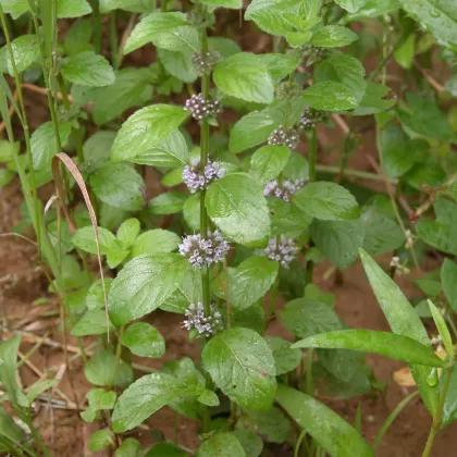 Máta rolní - František Matoušek