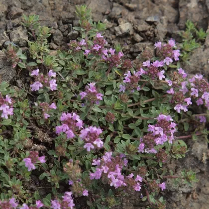 Mateřídouška časná - František Matoušek