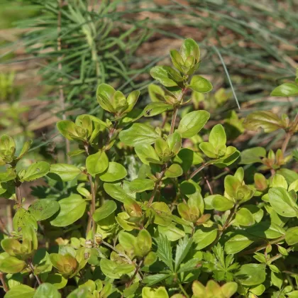 Mateřídouška vejčitá - František Matoušek