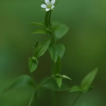 Mateřka trojžilná - František Matoušek