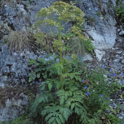 Mázdřinec rakouský - František Matoušek