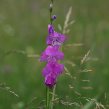 Mečík střechovitý - František Matoušek