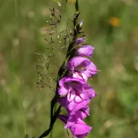 Mečík střechovitý - František Matoušek