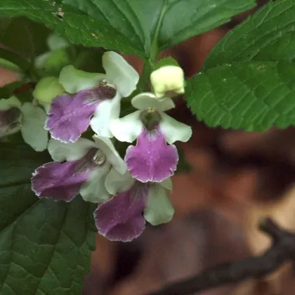 Medovník meduňkolistý - František Matoušek