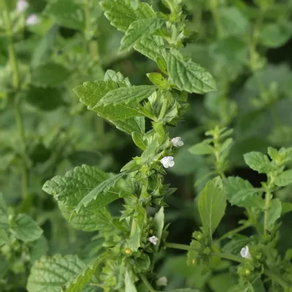 Meduňka lékařská - František Matoušek