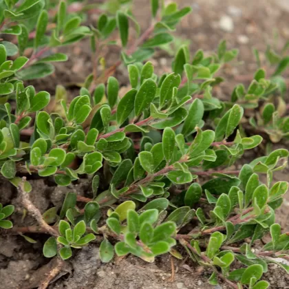 Medvědice lékařská - František Matoušek