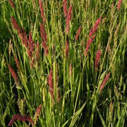 Medyněk vlnatý - František Matoušek