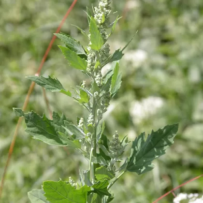 Merlík bílý - František Matoušek