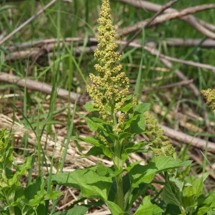 Merlík všedobr - František Matoušek