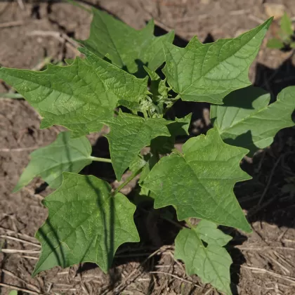 Merlík zvrhlý - František Matoušek