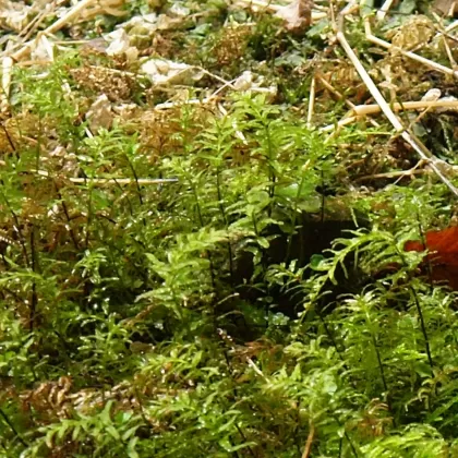 Měřík čeřitý - František Matoušek