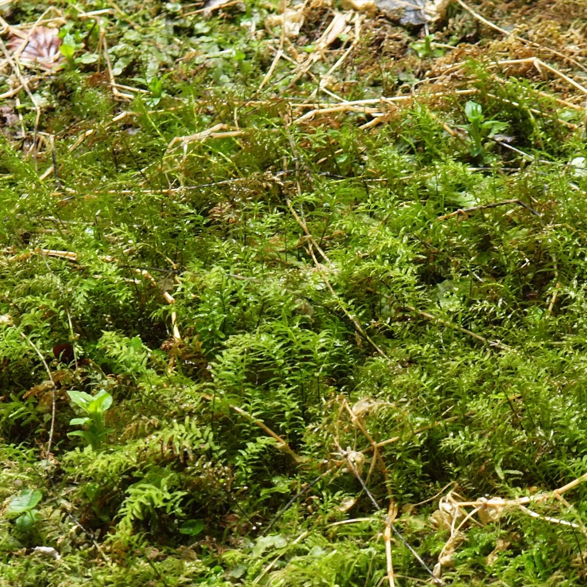 Měřík čeřitý. Pořízeno 28.04.2013 14:04 - František Matoušek