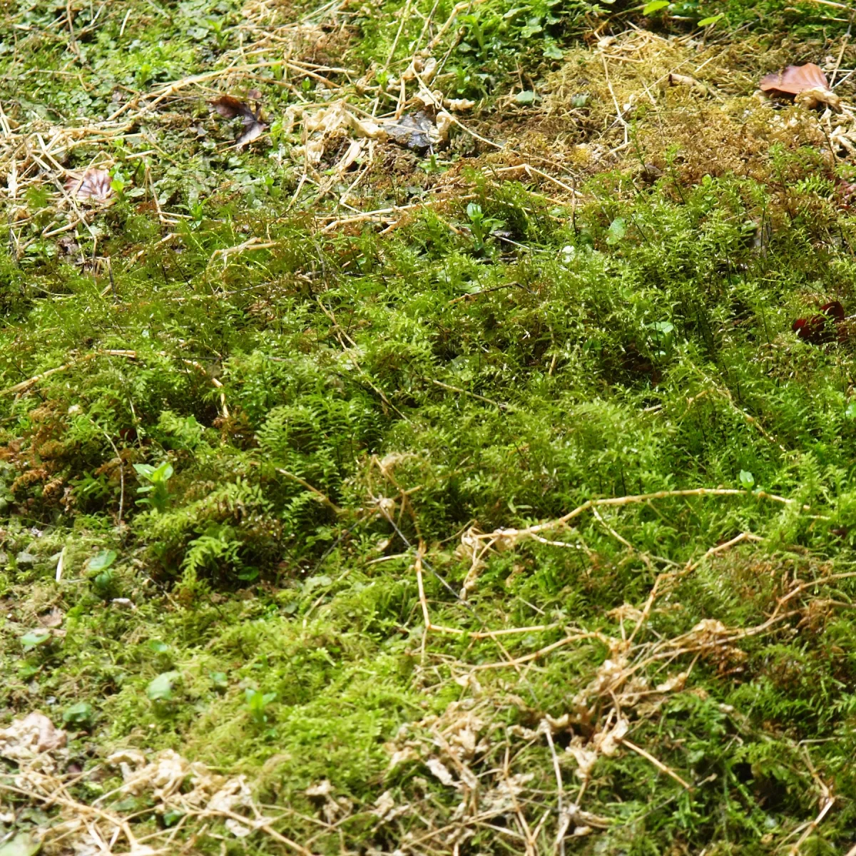 Měřík čeřitý. Pořízeno 28.04.2013 14:04 - František Matoušek