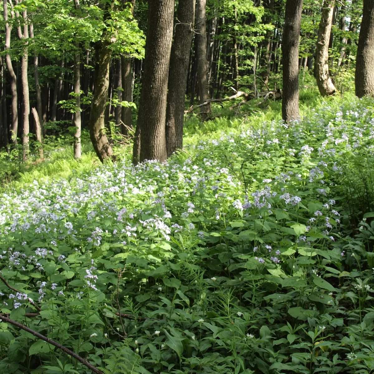 Měsíčnice vytrvalá. Pořízeno 29.05.2016 18:05 - František Matoušek