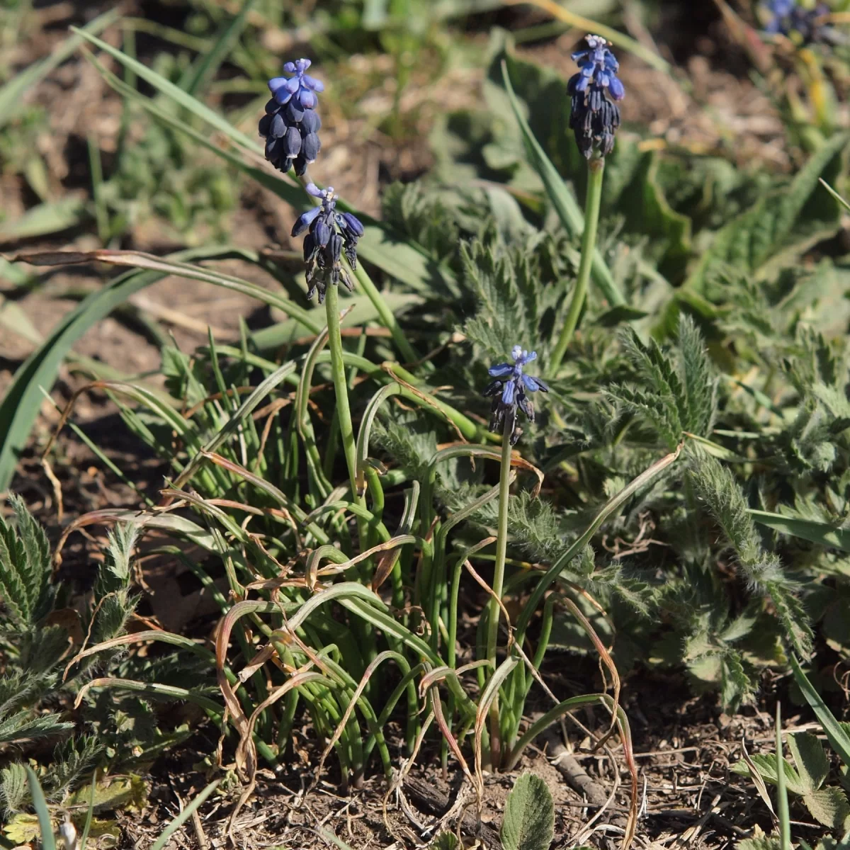 Modřenec hroznatý. Pořízeno 20.04.2019 17:04 - František Matoušek