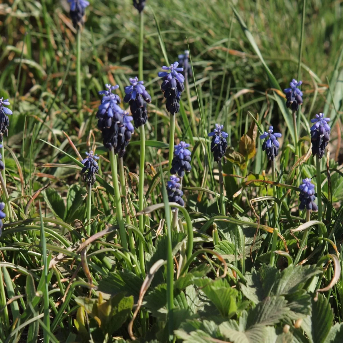 Modřenec hroznatý. Pořízeno 20.04.2019 17:04 - František Matoušek