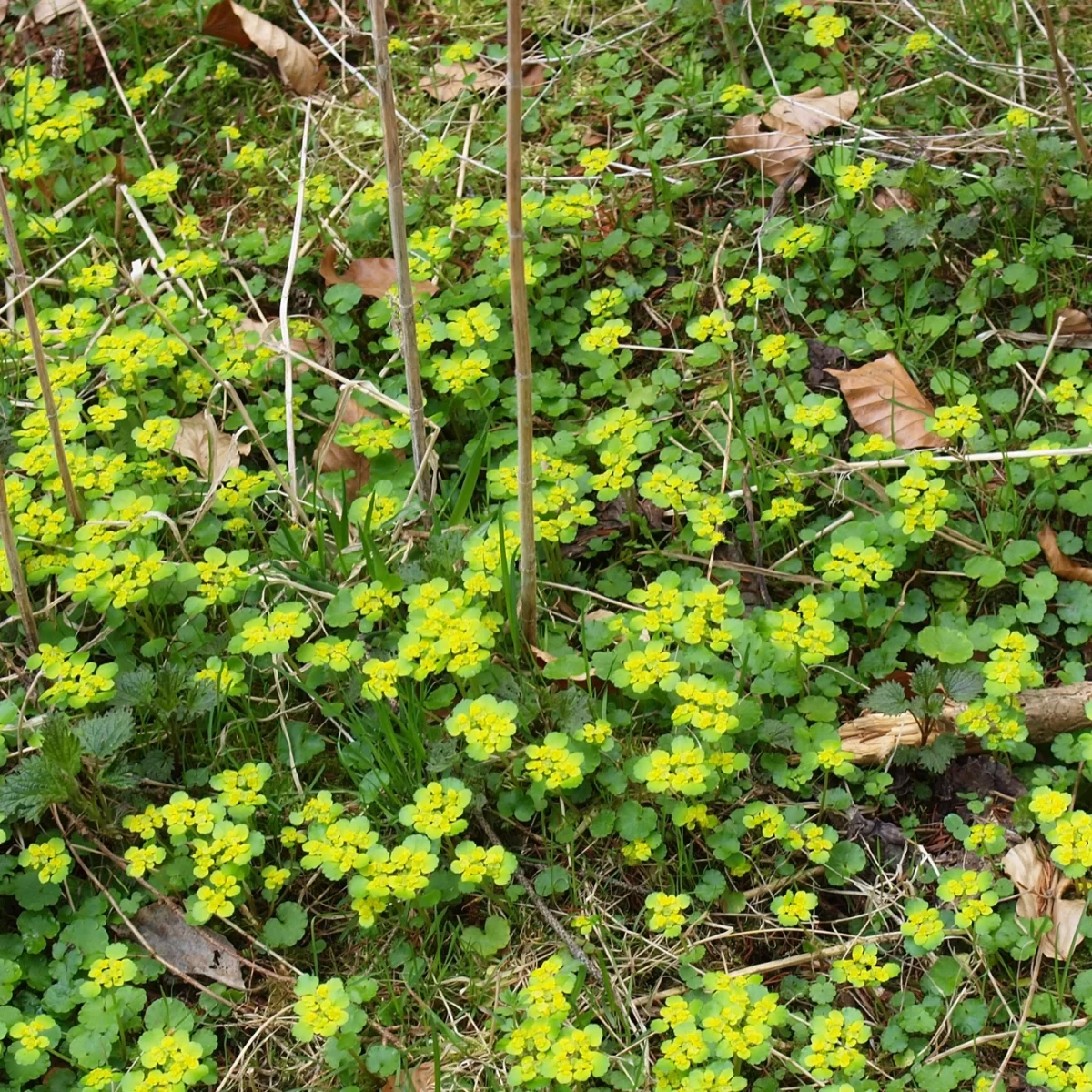 Mokrýš střídavolistý. Pořízeno 28.04.2013 14:04 - František Matoušek