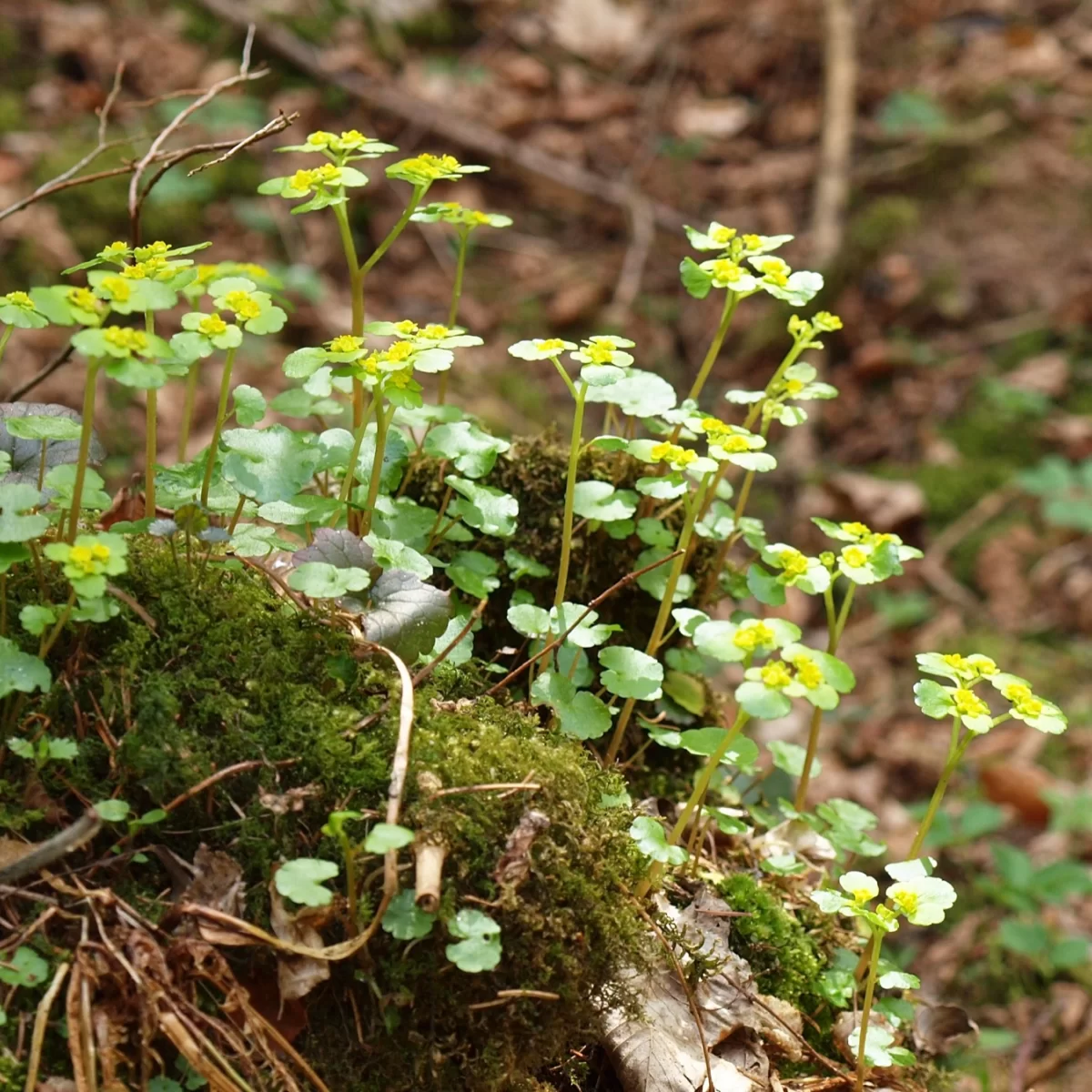 Mokrýš střídavolistý. Pořízeno 28.04.2013 14:04 - František Matoušek