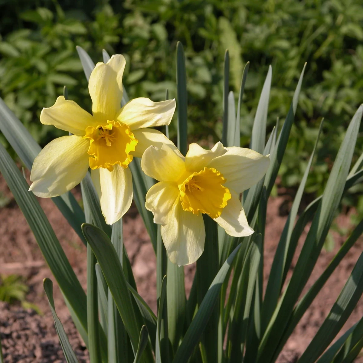 Narcis žlutý - František Matoušek
