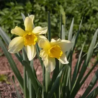 Narcis žlutý - František Matoušek