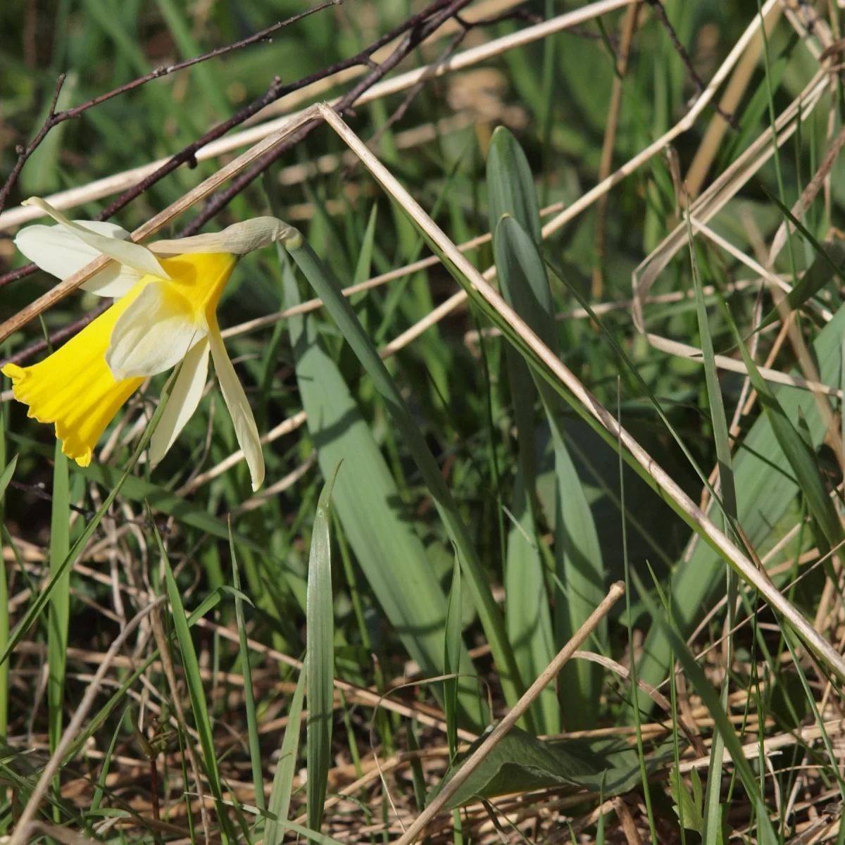 Narcis žlutý - František Matoušek