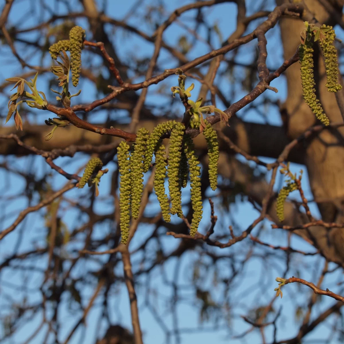 Ořešák černý. Pořízeno 22.04.2019 14:04 - František Matoušek