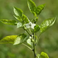 Paprika setá - František Matoušek