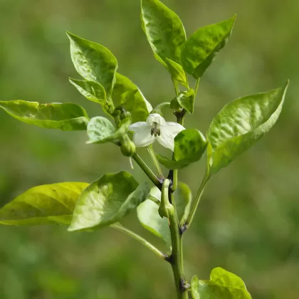 Paprika setá - František Matoušek