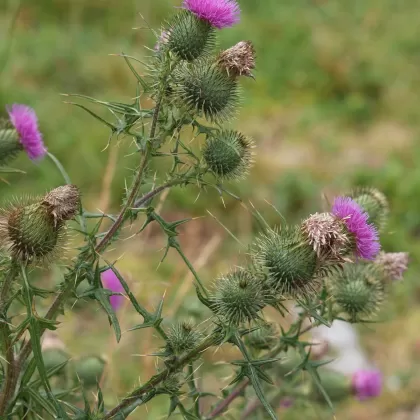 Pcháč obecný - František Matoušek