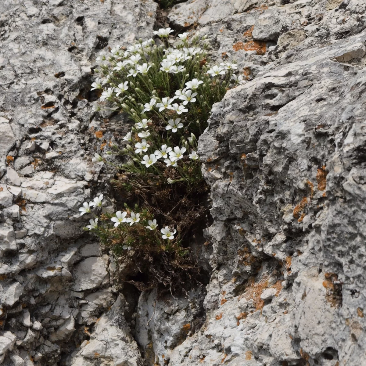 Písečnice velkokvětá. Pořízeno 29.04.2018 15:04 - František Matoušek
