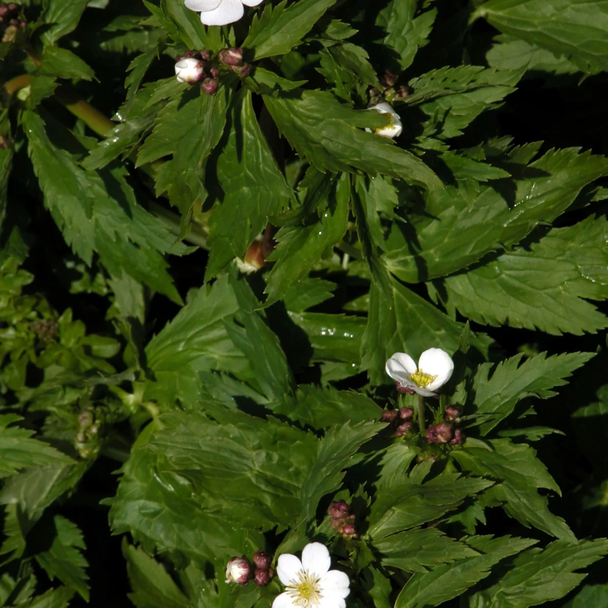 Pryskyřník omějolistý. Pořízeno 02.05.2008 13:05 - František Matoušek