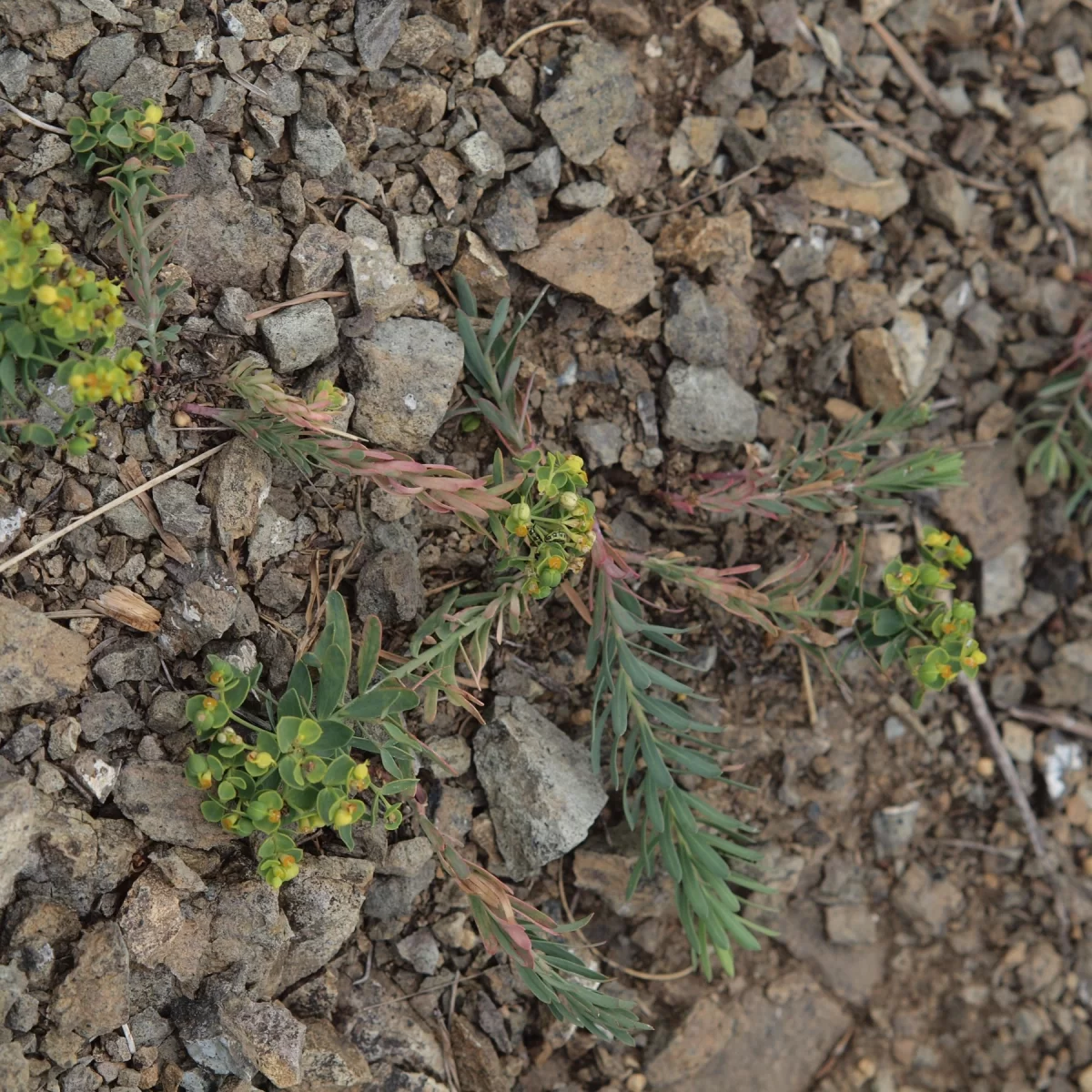 Pryšec sivý menší. Pořízeno 30.05.2018 17:05 - František Matoušek