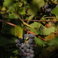 Réva vinná - František Matoušek