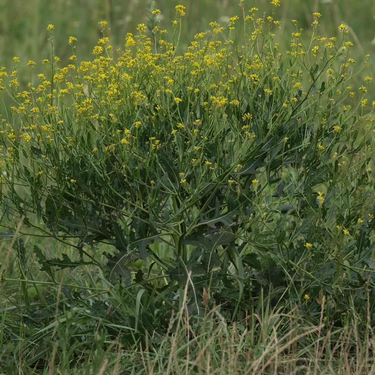 Řepovník vytrvalý. Pořízeno 26.07.2014 20:07 - František Matoušek
