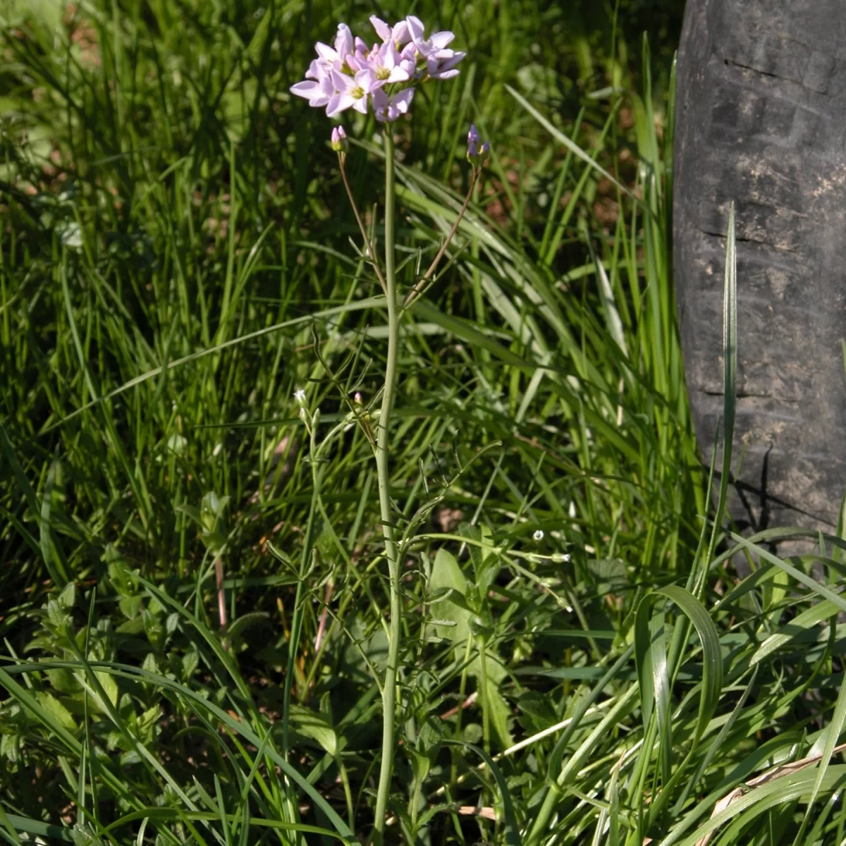 Řeřišnice luční. Pořízeno 22.04.2005 16:04 - František Matoušek