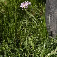 Řeřišnice luční - František Matoušek