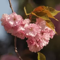 Sakura ozdobná - František Matoušek