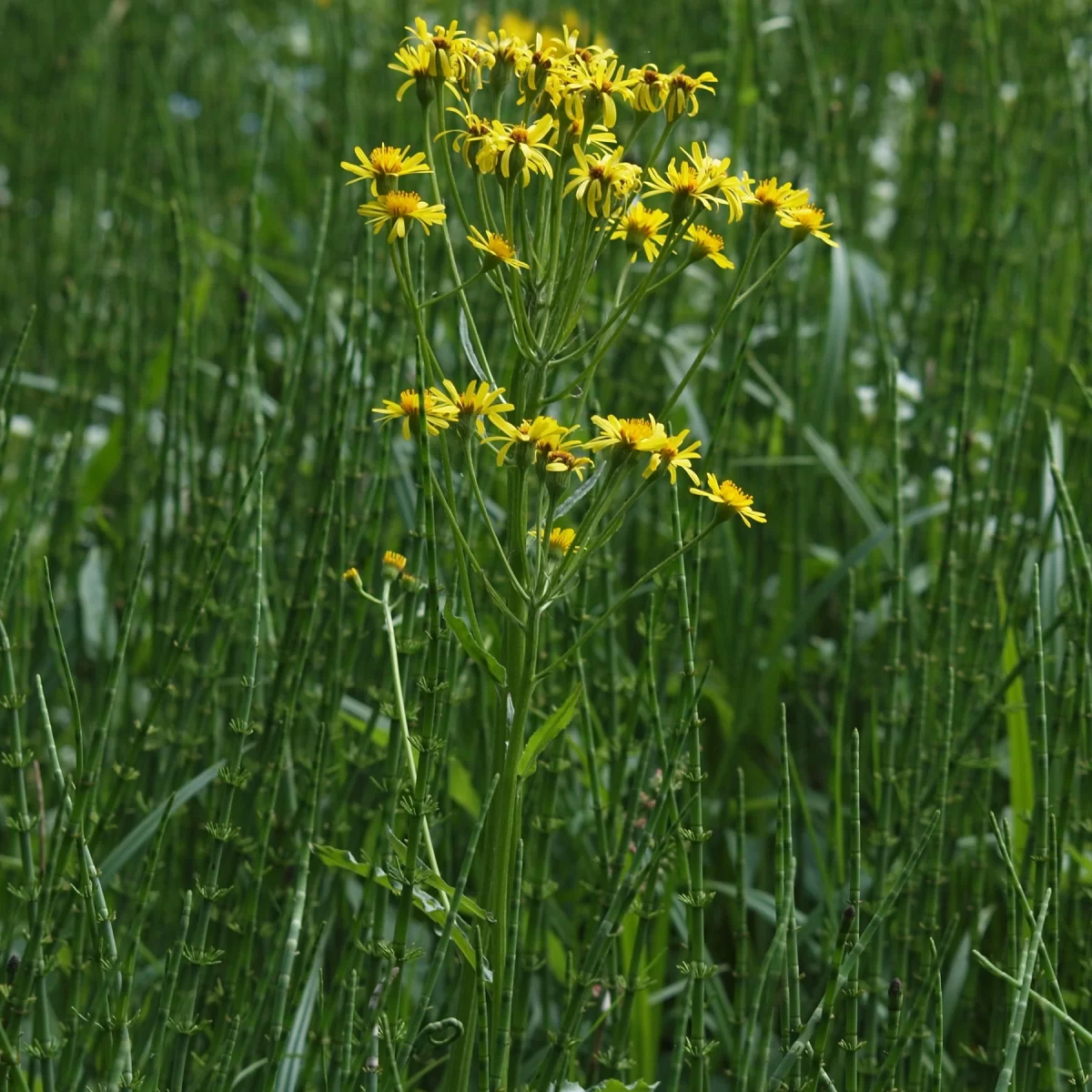 Starček potoční. Pořízeno 19.05.2011 17:05 - František Matoušek