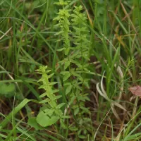 Svízelka lysá - František Matoušek