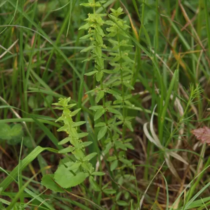 Svízelka lysá - František Matoušek