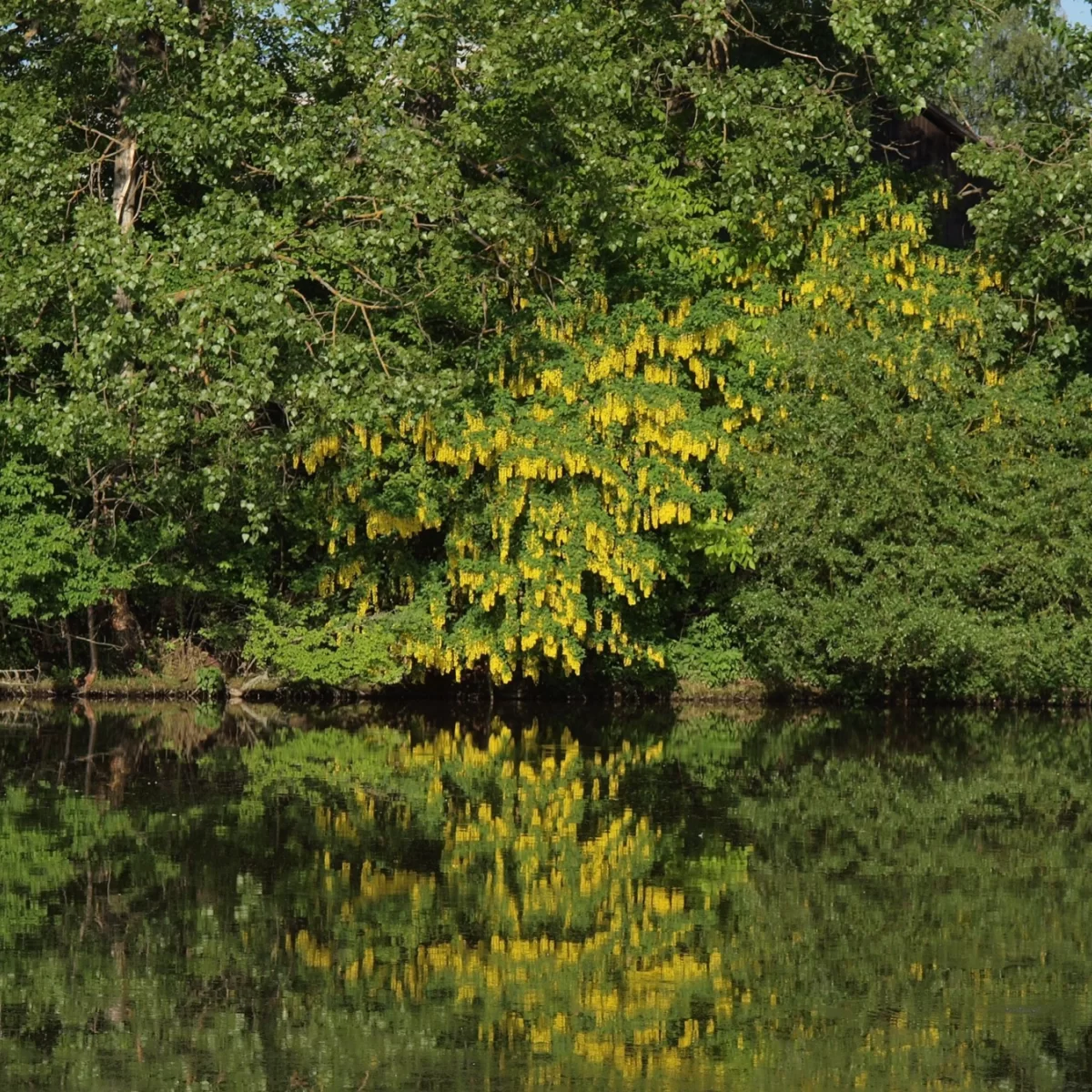 Štědřenec odvislý. Pořízeno 13.05.2018 16:05 - František Matoušek