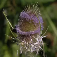 Štětka planá - František Matoušek