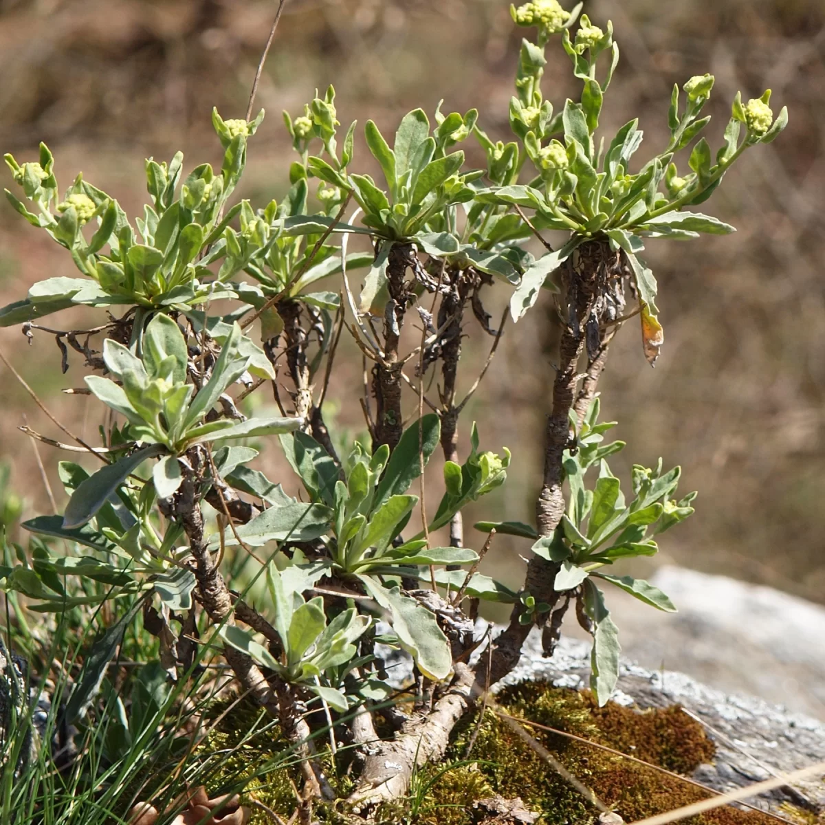 Tařice skalní. Pořízeno 06.04.2015 18:04 - František Matoušek