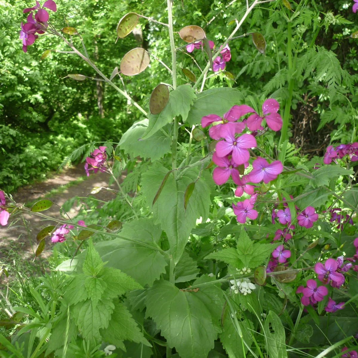 Večernice vonná. Pořízeno 09.05.2014 14:05 - František Matoušek