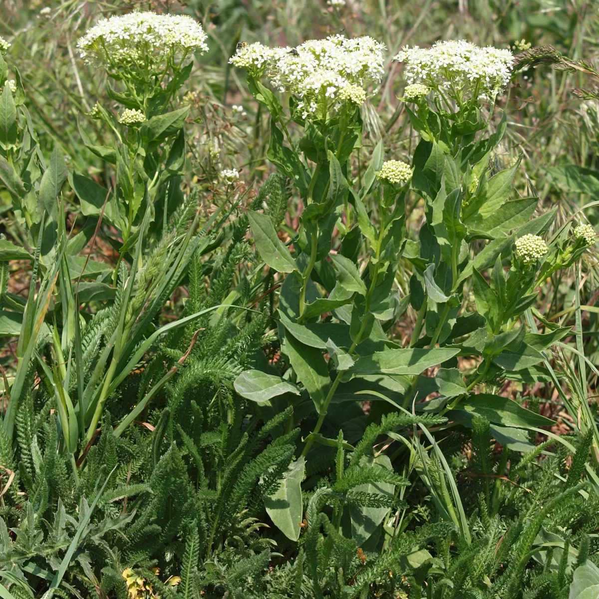 Vesnovka obecná. Pořízeno 05.05.2020 16:05 - František Matoušek