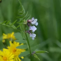 Vikev plotní - František Matoušek