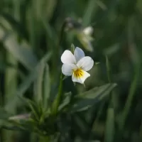 Violka rolní - František Matoušek